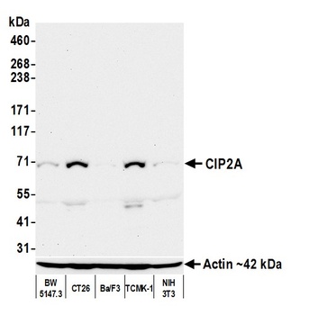 Mouse CIP2A Monoclonal Antibody