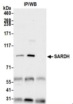 Rabbit SARDH Antibody