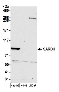 Rabbit SARDH Antibody
