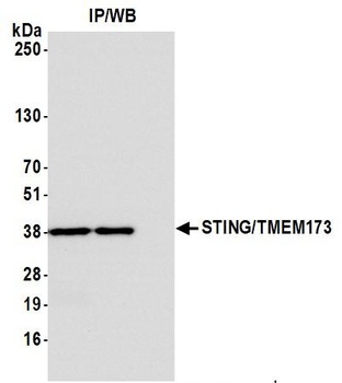 Rabbit STING/TMEM173 Antibody