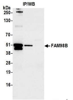 Rabbit FAM98B Antibody