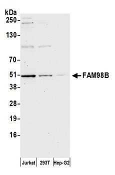 Rabbit FAM98B Antibody