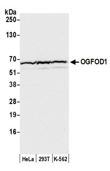 Rabbit OGFOD1 Antibody