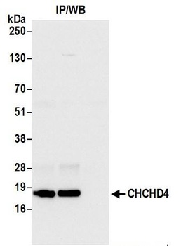 Rabbit CHCHD4 Antibody