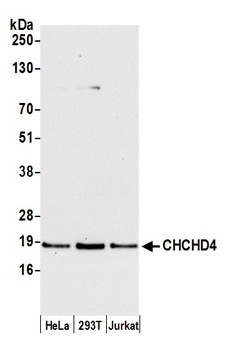 Rabbit CHCHD4 Antibody