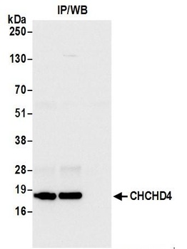 Rabbit CHCHD4 Antibody