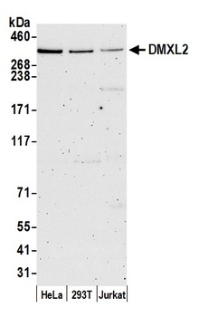 Rabbit DMXL2 Antibody