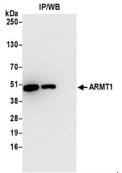 Rabbit ARMT1 Antibody