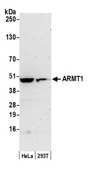Rabbit ARMT1 Antibody