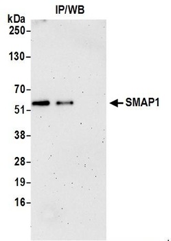 Rabbit anti-SMAP1 Antibody