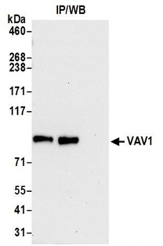 Rabbit VAV1 Antibody