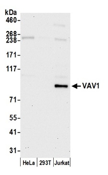 Rabbit VAV1 Antibody