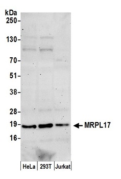 Rabbit MRPL17 Antibody