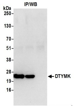 Rabbit DTYMK Antibody