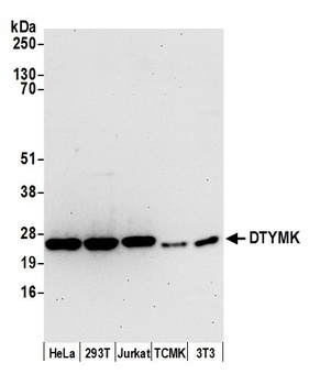 Rabbit DTYMK Antibody
