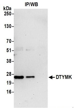 Rabbit DTYMK Antibody