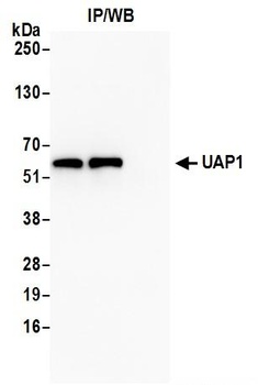 Rabbit UAP1 Antibody