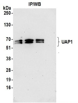 Rabbit UAP1 Antibody