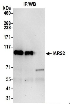 Rabbit IARS2 Antibody