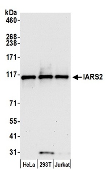 Rabbit IARS2 Antibody