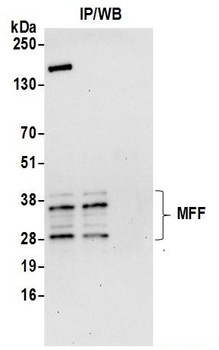 Rabbit MFF Antibody