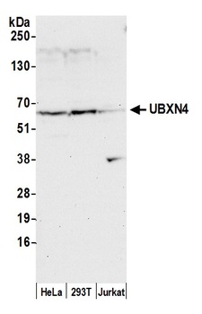 Rabbit UBXN4 Antibody