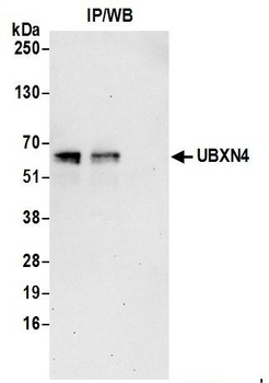 Rabbit UBXN4 Antibody