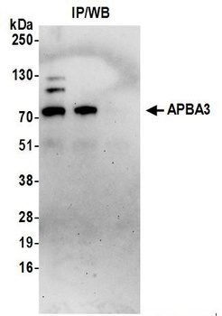 Rabbit APBA3 Antibody