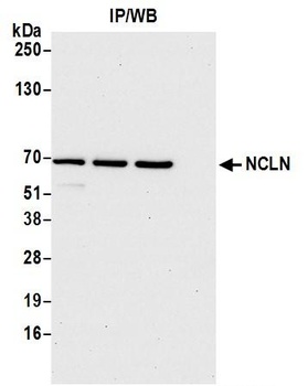 Rabbit NCLN Antibody