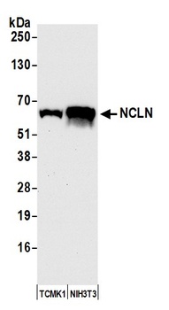Rabbit NCLN Antibody
