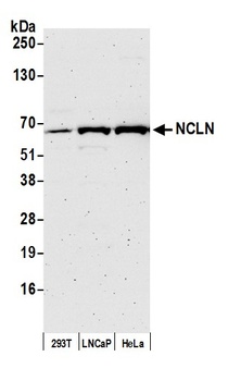 Rabbit NCLN Antibody