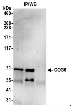 Rabbit COG6 Antibody