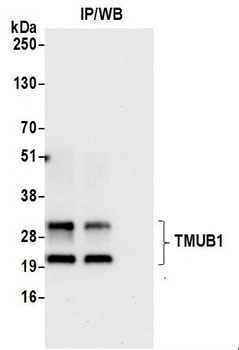 Rabbit TMUB1 Antibody
