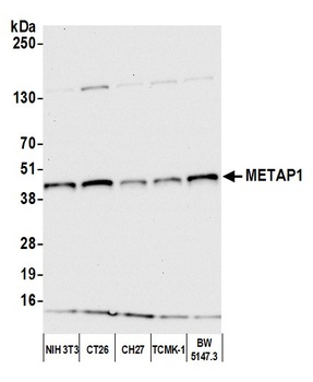 Rabbit METAP1 Antibody
