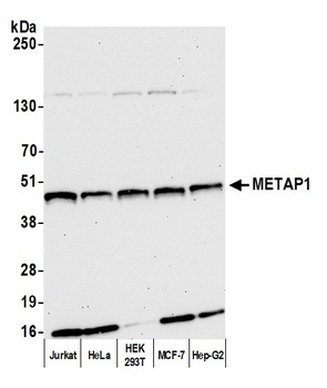 Rabbit METAP1 Antibody
