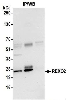 Rabbit REXO2 Antibody