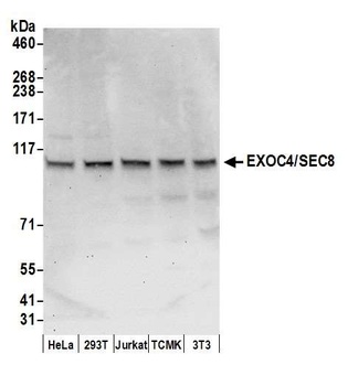 Rabbit EXOC4/SEC8 Antibody
