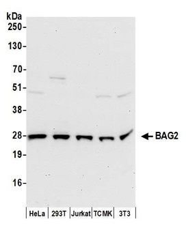 Rabbit BAG2 Antibody