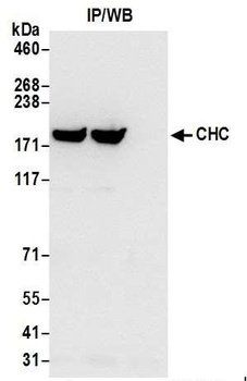 Rabbit CHC Antibody