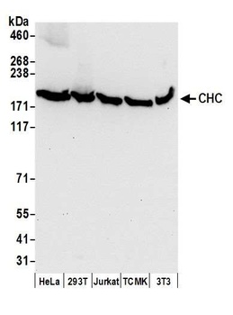 Rabbit CHC Antibody