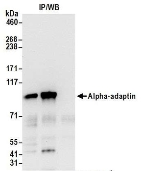 Rabbit Alpha-adaptin Antibody