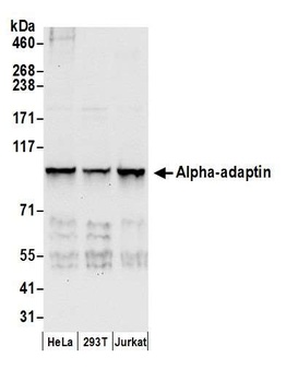 Rabbit Alpha-adaptin Antibody