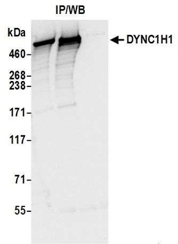 Rabbit DYNC1H1 Antibody