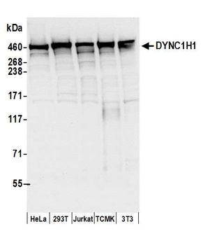 Rabbit DYNC1H1 Antibody