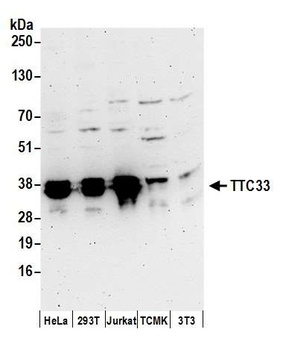 Rabbit TTC33 Antibody