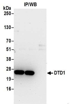 Rabbit DTD1 Antibody