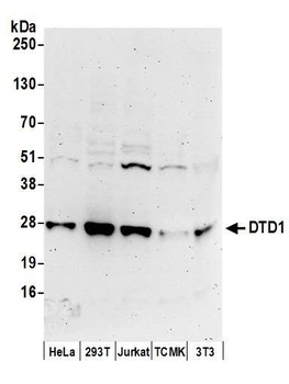 Rabbit DTD1 Antibody