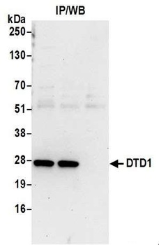 Rabbit DTD1 Antibody