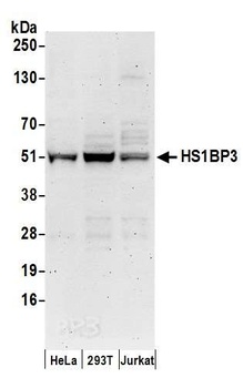 Rabbit HS1BP3 Antibody