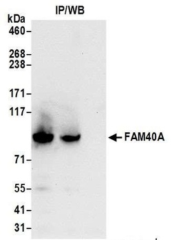 Rabbit FAM40A Antibody